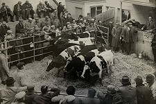 Louth Livestock Market