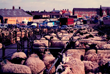 Sheep pens