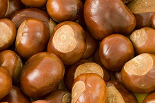 Conkers to cordite in World War I