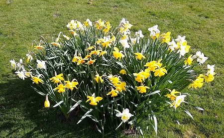 Daffodils