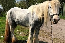 Daisy, Louth’s last Council horse