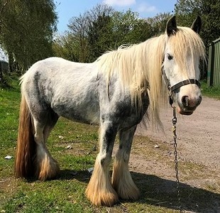 Horse (not Daisy).  Photo Derek Smith