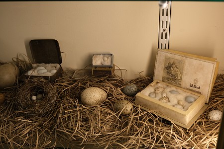 Birds' eggs