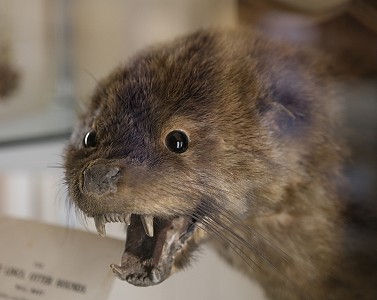 Otter’s head