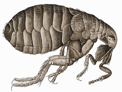 Flea, that lived on rats