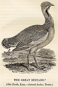 Eighteenth century drawing