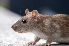 National Rat Week
