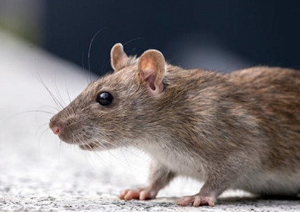 Brown rat