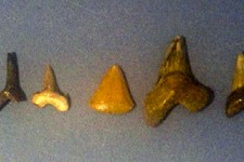 Fossilized Shark Teeth