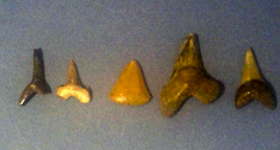 Shark teeth in Louth Museum