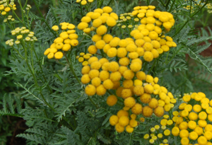 Tansy