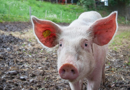 Pig